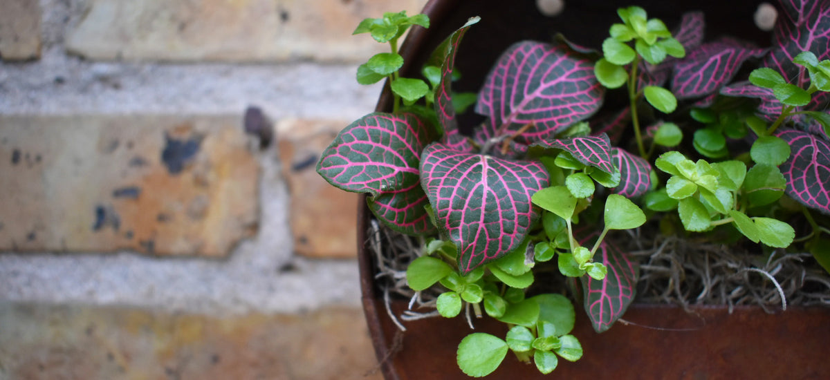 Tony's Top Ten Reasons Houseplants Make You a Healthier Person Chalet