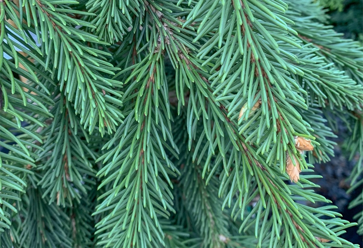 Evergreens – Tried and True – Chalet