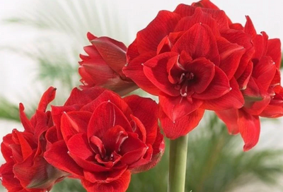 Amaryllis: December's Dazzling Plant of the Month
