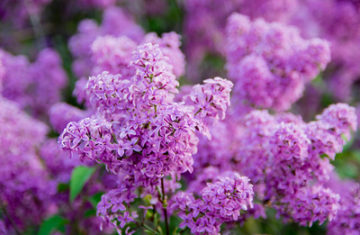 Lilac | May Plant of the Month