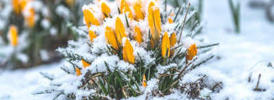 What to Know about Plants and Snow