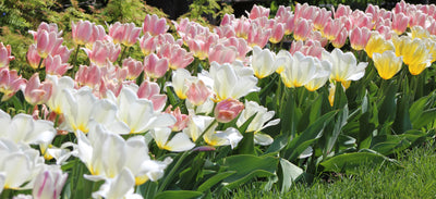 Spring Bulbs… A Case of Delayed Garden Gratification