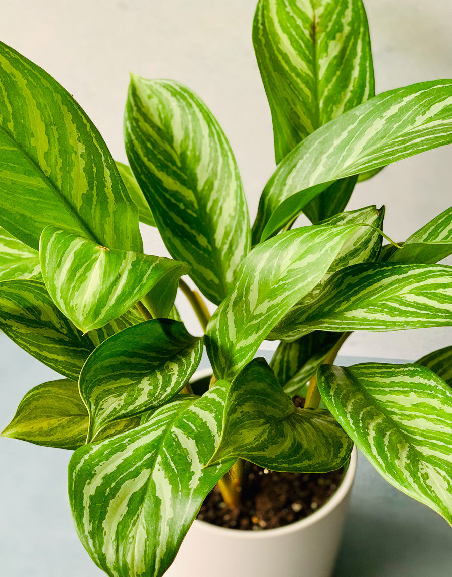 Chinese Evergreen  tagged "indoor-plants"  Chalet
