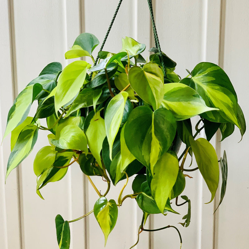 blushing philodendron for sale Blushing Philodendron - Philodendron erubescens