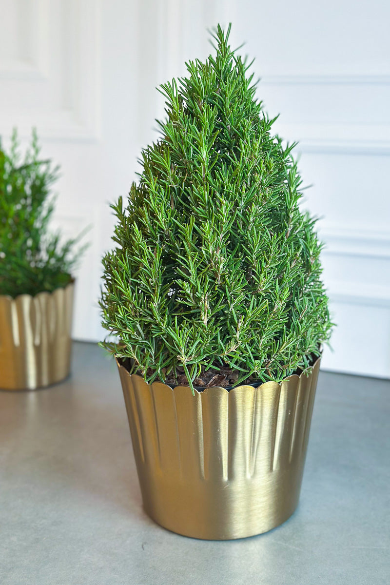 Topiary Rosemary SALE  Chalet