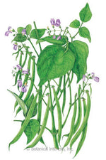 Botanical Interests Blue Lake 274 Bush Beans Organic Seeds