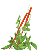 Botanical Interests Oregon Sugar Pod II Snow Pea Organic Seeds