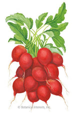 Botanical Interests Cherry Belle Radish Organic Seeds