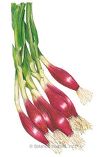Botanical Interests Italian Red of Florence Bunching/Scallion Onion Seeds