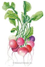 Botanical Interests Easter Egg Blend Radish Seeds