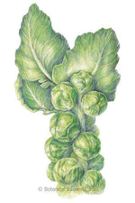 Botanical Interests Long Island Improved Brussels Sprouts Seeds