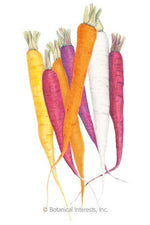 Botanical Interests Carnival Blend Carrot Seeds