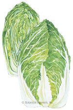Botanical Interests One Kilo Slow Bolt Napa Cabbage Seeds