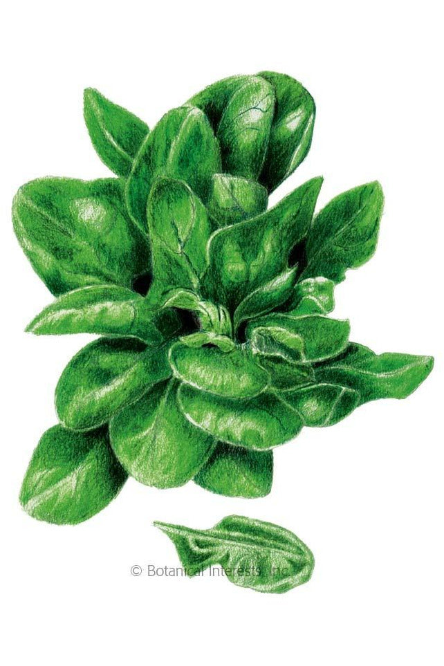 spinach plant with seeds Botanical Interests Matador Spinach Seeds – Chalet
