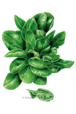 Botanical Interests Matador Spinach Seeds