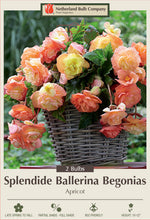Begonia Splendide Ballerina Apricot 2 Pack