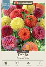 Dahlia Decorative Blend Pompon Blend 3 Pack
