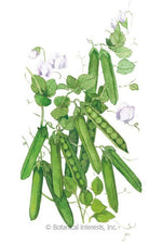 Botanical Interests Progress