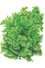 Botanical Interests Black Seeded Simpson Leaf Lettuce Organic Seeds