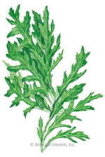 Botanical Interests Rocky Arugula/Wild Rocket Organic Seeds