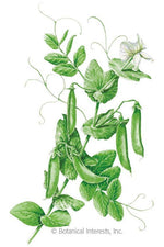 Botanical Interests Sugar Snap Snap Pea Organic Seeds