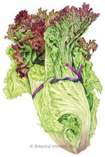 Botanical Interests New Red Fire Leaf Lettuce Organic Seeds
