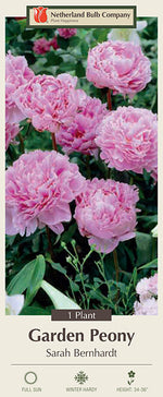 Paeonia Lactiflora Sarah Bernhardt 1 Pack