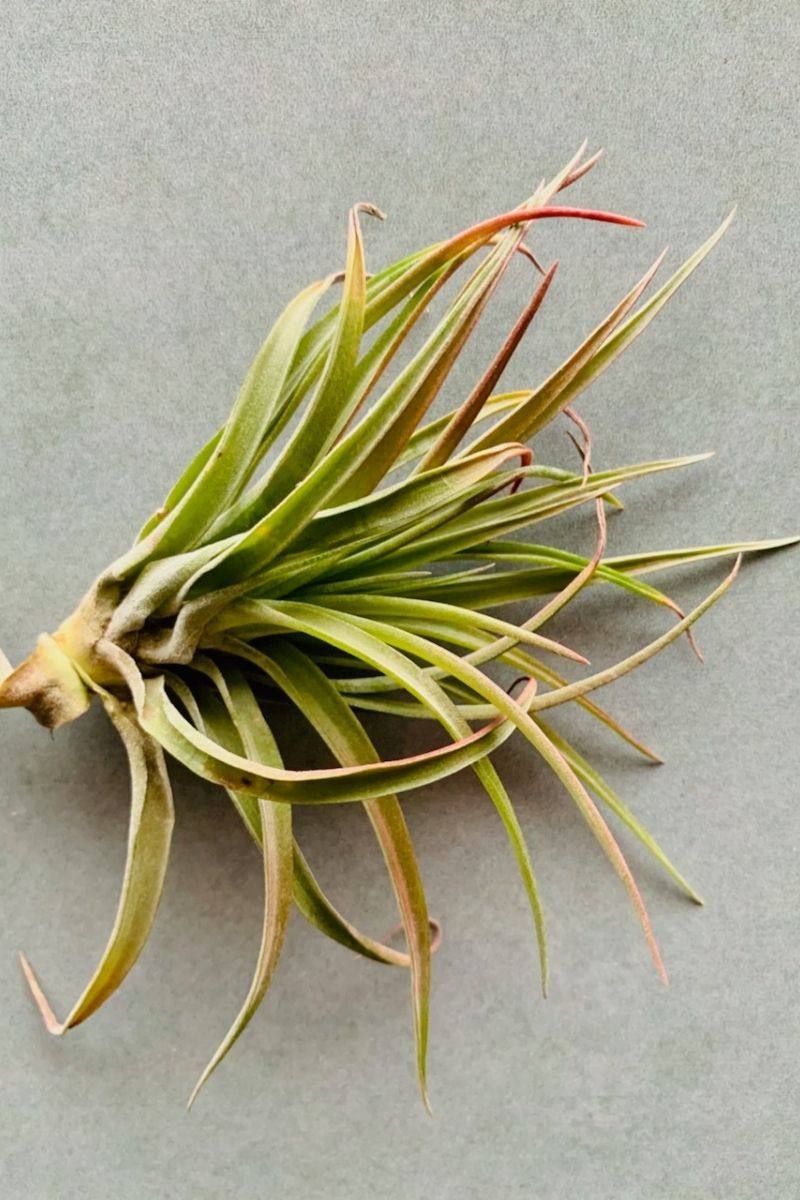 velutina air plant Tillandsia, Brachycaulos Velutina 2-3" – Chalet