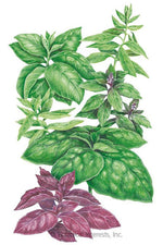 Botanical Interests Six Basil Blend Organic Seeds