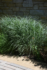 Switch Grass (Panicum virgatum)