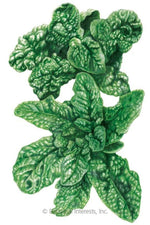 Botanival Interests Bloomsdale Spinach Organic Seeds