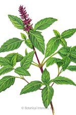 Botanical Interests Sweet Thai Basil Organic Seeds