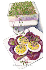 Botanical Interests Purple Kohlrabi Sprouts Seeds