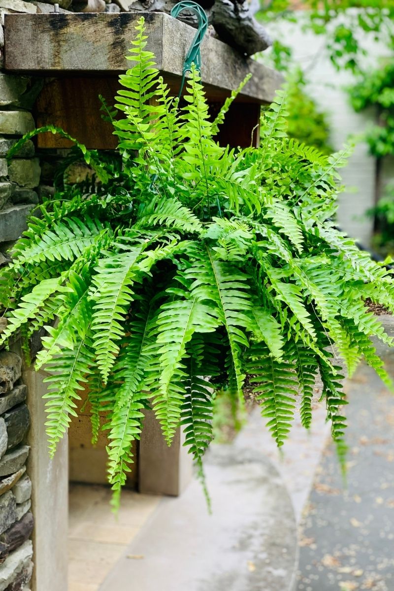 bright green hanging plant Fern, Boston 10" Hanging Basket