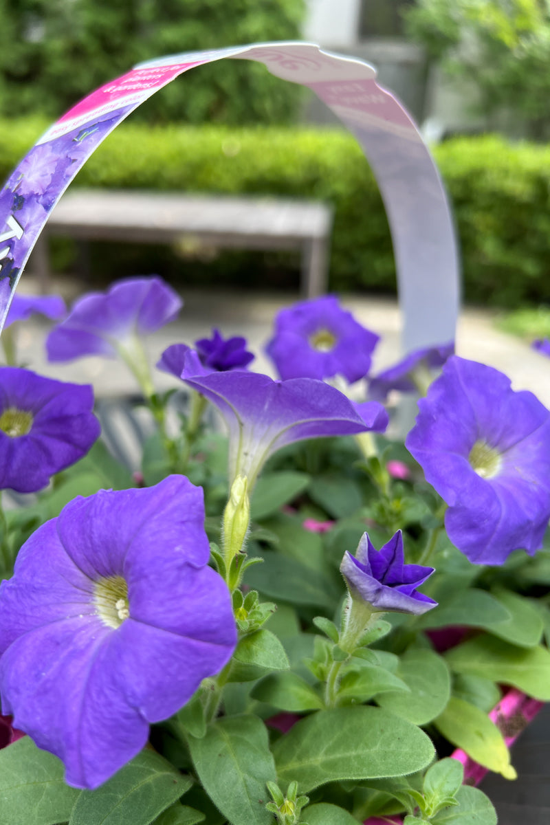 lavender petunia flower Petunia, Wave Lavender