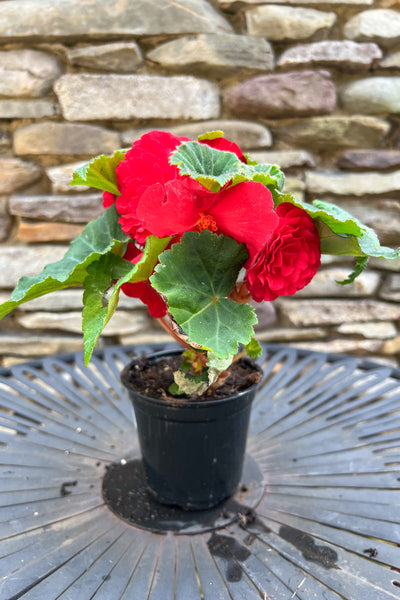 Begonia, NonStop  Rose