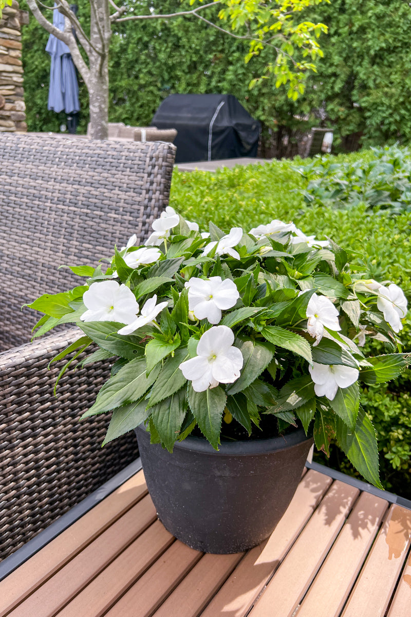 planting sunpatiens in pots Impatiens, Sunpatiens Compact Classic White – Chalet