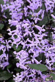 Plectranthus Mona Lavender 1G