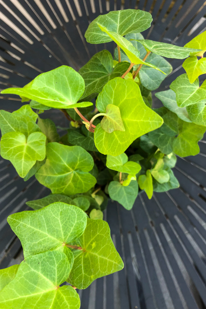ivy plant air purifier Ivy English Green