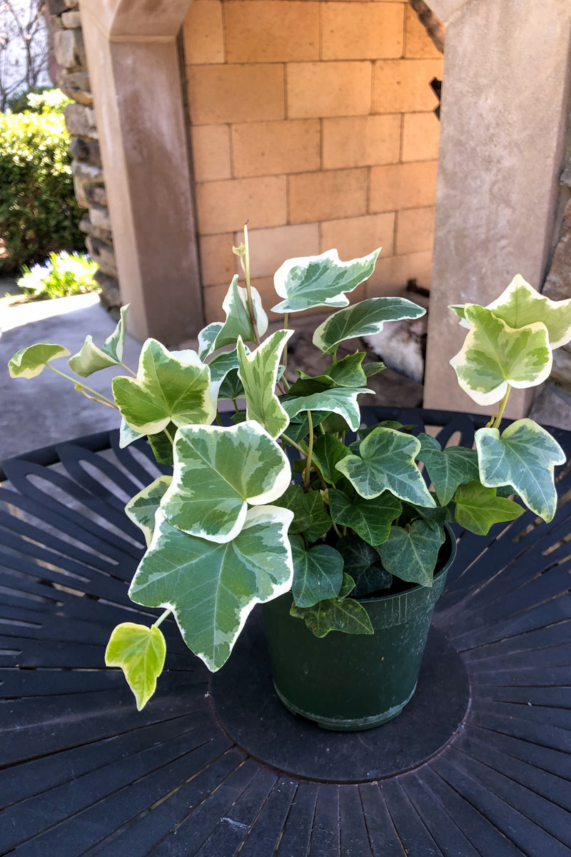 variegated ivy indoor plant Ivy Eng Variegated – Chalet