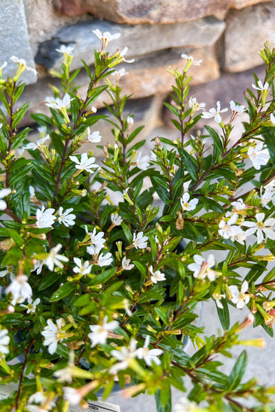 Mexican Heather White