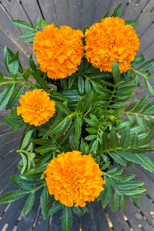 Marigold, Dwarf Orange