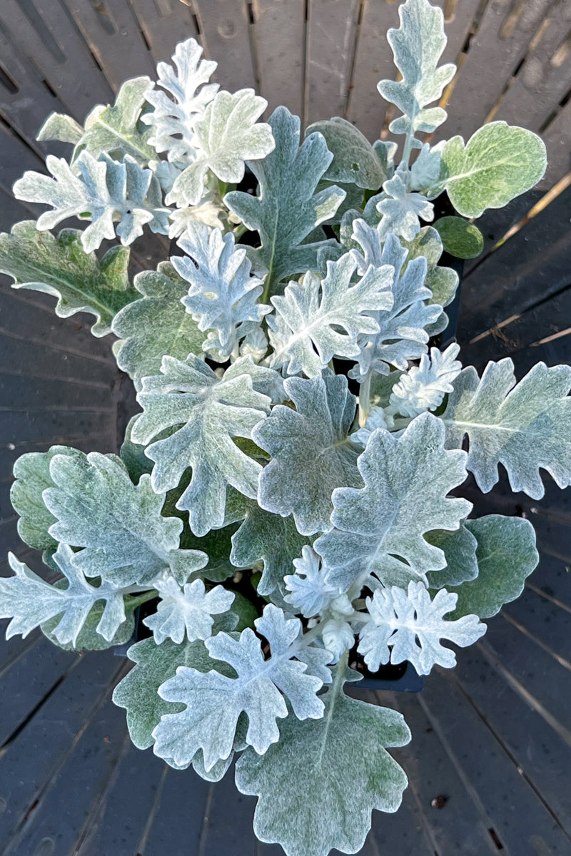 dusty miller potted plant Dusty Miller Silver Dust