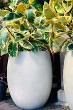 Campania Laguna Planter 11" Playa Blanca