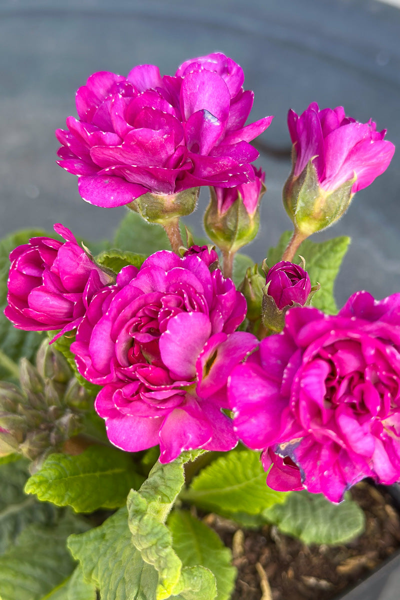 Primrose, Pretty Polly Deep Lilac – Chalet
