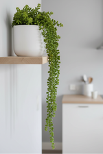 Faux String of Pearls Succulent Spray 25" Green