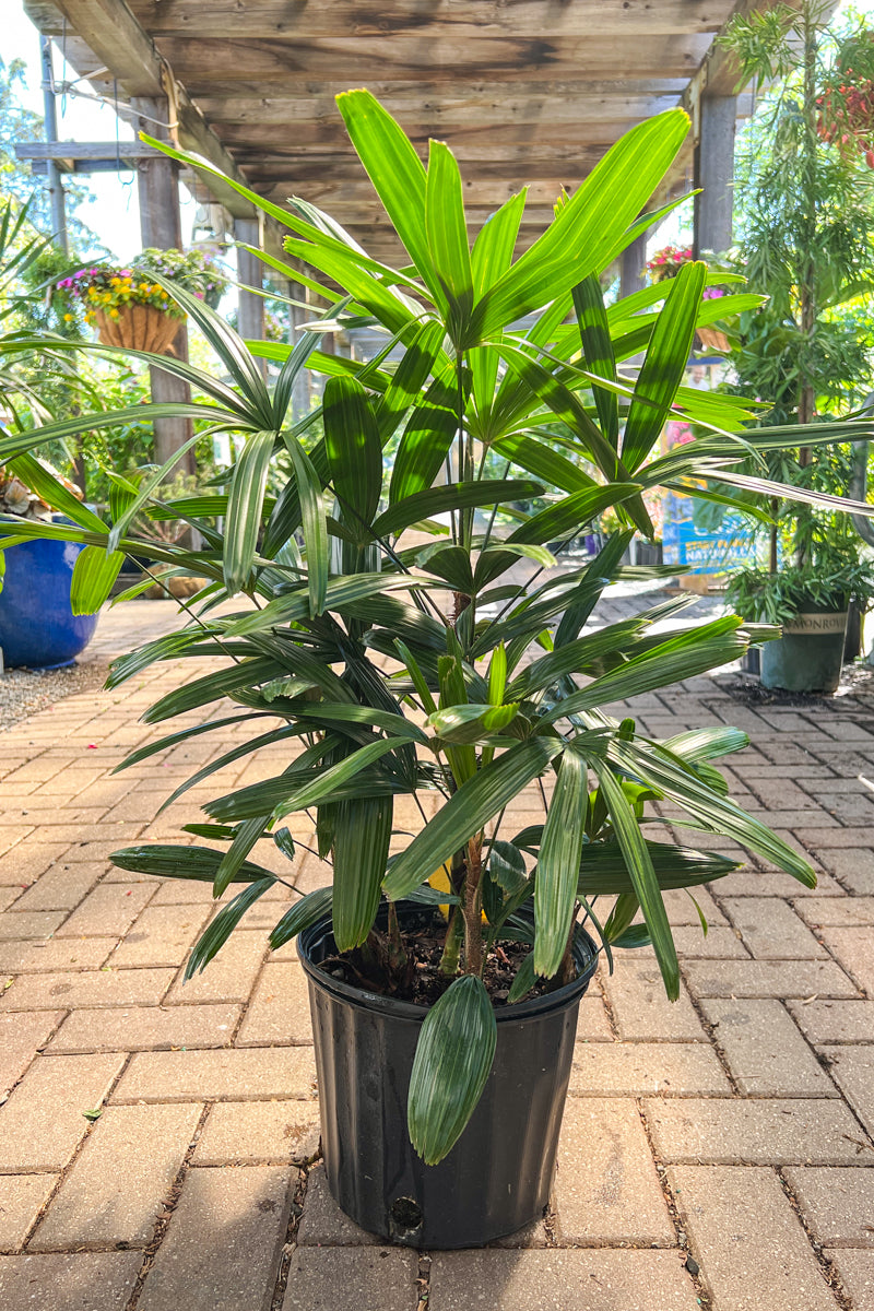 indoor house plant palm Palm, Lady 12" – Chalet