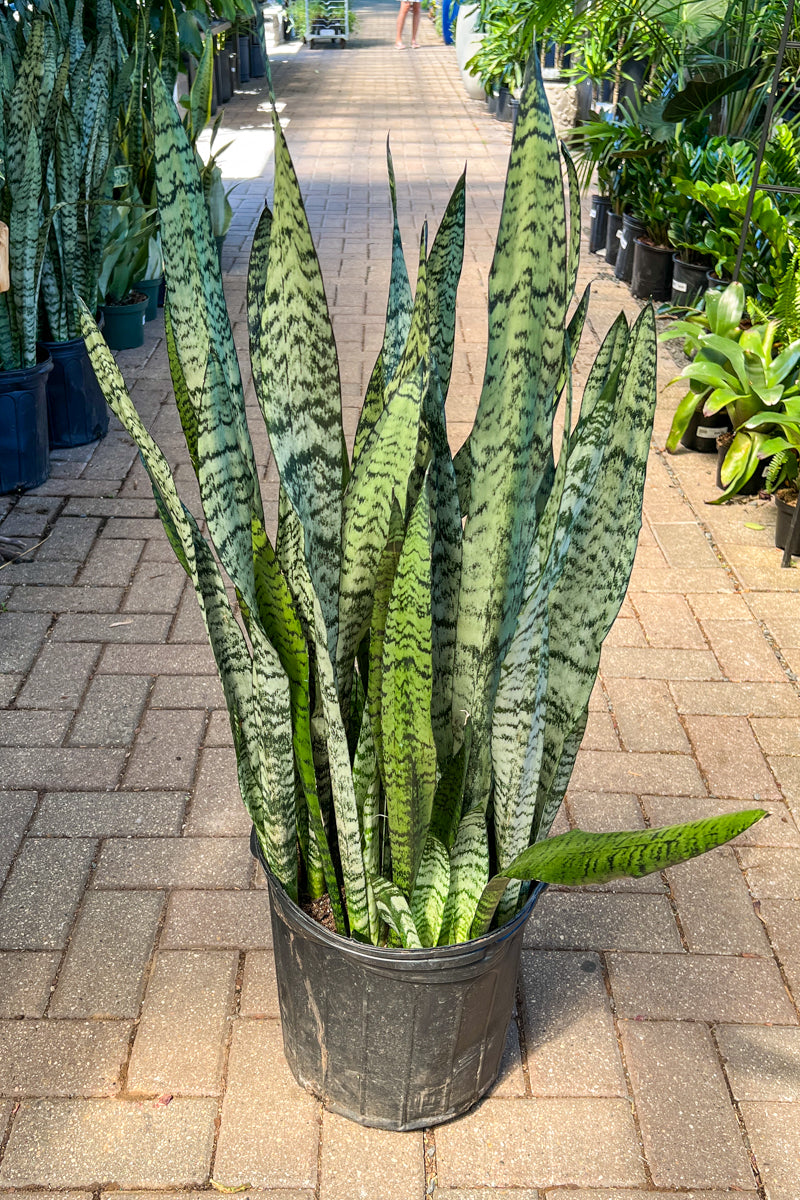 tall snake plant Snake Plant, Zeylanica 14