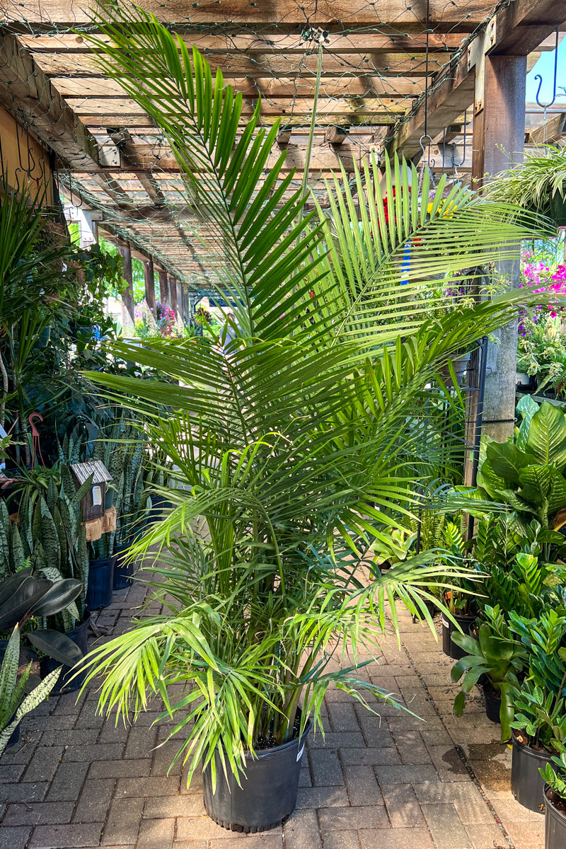 big indoor palm plants Palm, Cataractarum 12" – Chalet