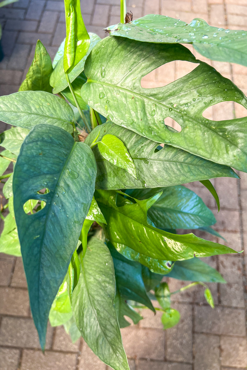 pothos totem plant Pothos, Cebu Blue 10" Totem – Chalet